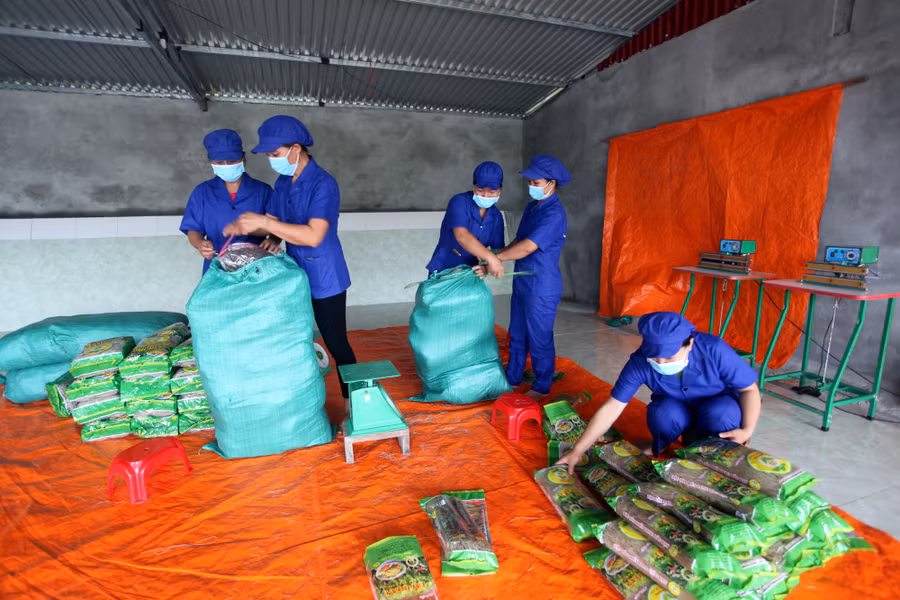 Đóng gói tại cơ sở sản xuất miến dong Tài Hoan