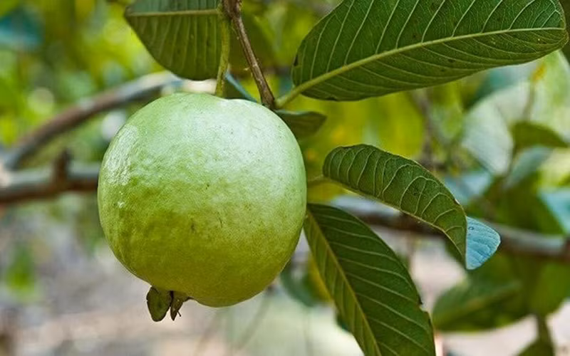 9 loi ich suc khoe dang kinh ngac tu trai oi hinh 7
