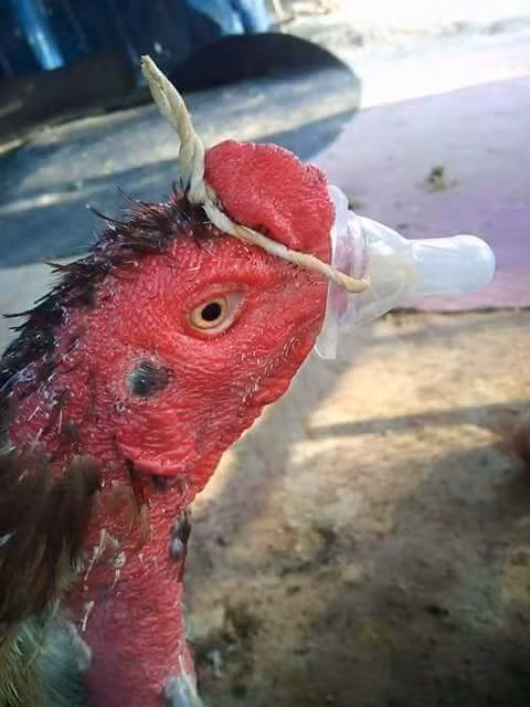 Đừng nhìn nhầm, không phải bạn đang chứng kiến một vụ sàm sỡ vòng 3 công khai đâu! - Ảnh 17.