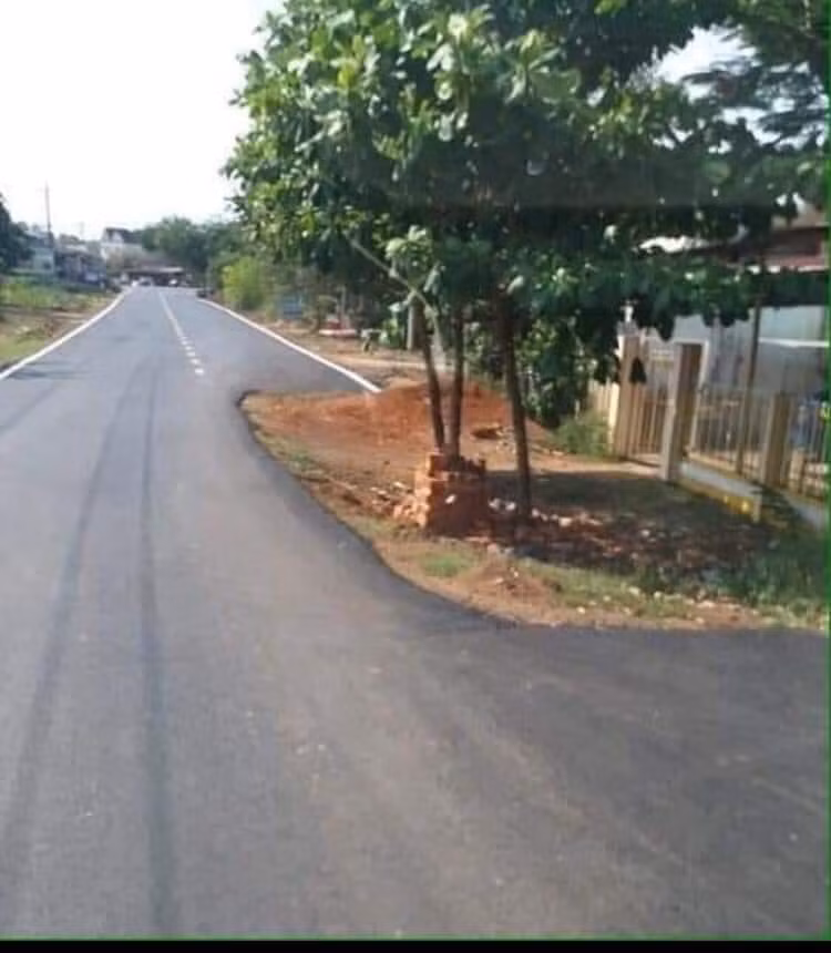 Cây quý sao á.