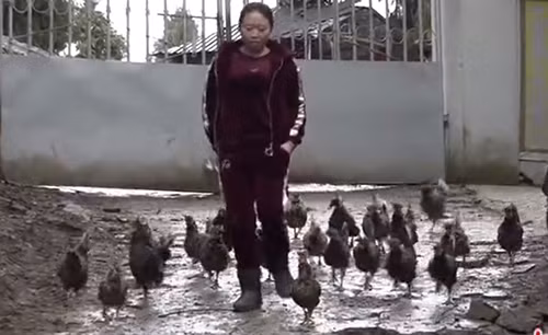 Hàng ngày, Yang cùng đàn gà của mình chạy bộ 5 km để rèn luyện thể lực. Ảnh: China News. Hàng ngày, Yang cùng đàn gà của mình chạy bộ 5 km để rèn luyện thể lực. Ảnh: China News.