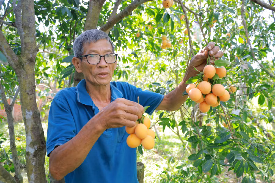 Ông Huỳnh Văn Cập một trong những nông hộ trồng thanh trà lâu năm tại Vĩnh long.