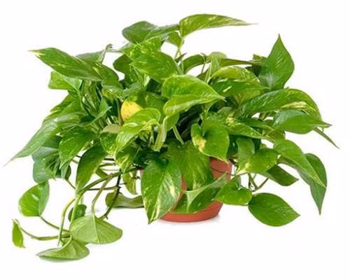 7 loại cây cảnh hút kiệt bức xạ máy tính, dân văn phòng chưa có phải mua ngay-2