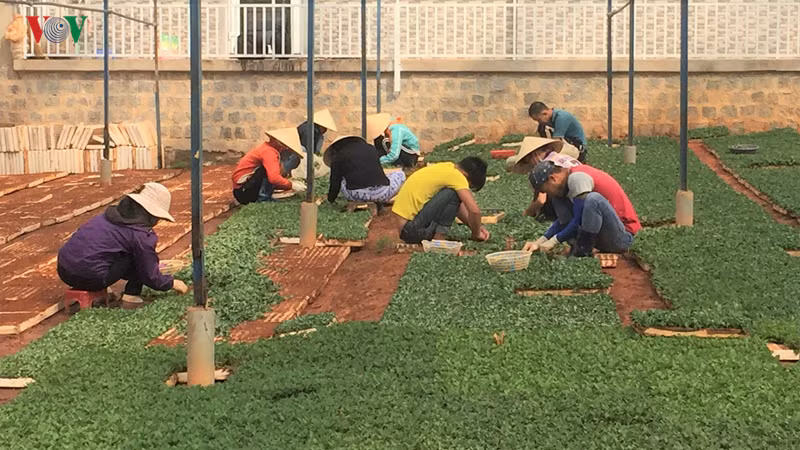giá điện tăng cao khiến các nhà vườn công nghệ cao lâm đồng "méo mặt" hình 2 gia dien tang cao khien cac nha vuon cong nghe cao lam dong "meo mat" hinh 2