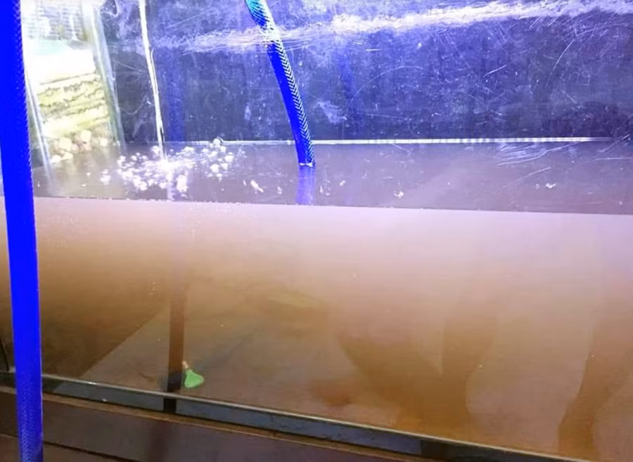 Chất lượng nước sinh hoạt được phản ánh là bị vẩn đục sau khi Dawaco tạm dừng cung cấp nước để đấu nối đường ống nâng công suất Nhà máy nước Cầu Đỏ