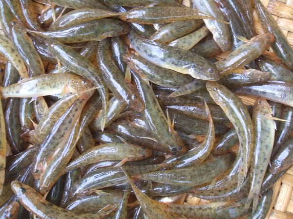 Khi đi du lịch cần tuyệt đối tránh xa các loại hải sản dễ gây trúng độc tử vong - ảnh 3