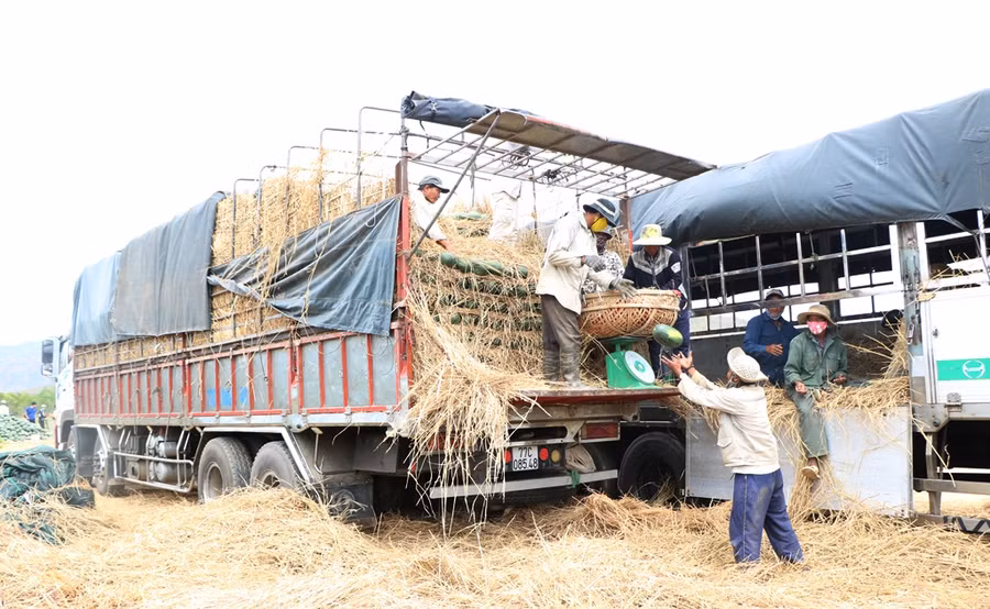 Hội doanh nhân trẻ Ninh Thuận mua 15 tấn dưa hấu ủng hộ ông Lê Ngọc Anh. (Ảnh: Ý Thảo).