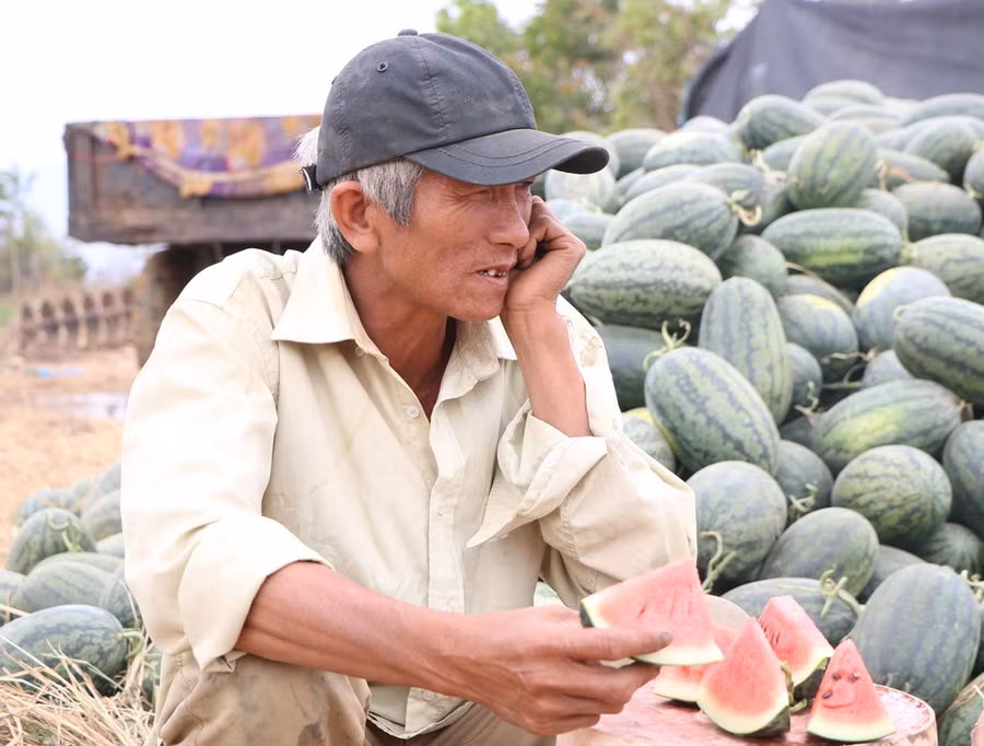 Ông Lê Ngọc Anh chỉ biết thở dài vì giá dưa sụt giảm. (Ảnh: Ý Thảo).