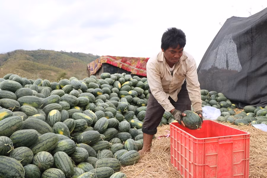 Nông dân tất bất cắt, chọn dưa để cân cho những ai có nhu cầu mua. (Ảnh: Ý Thảo).