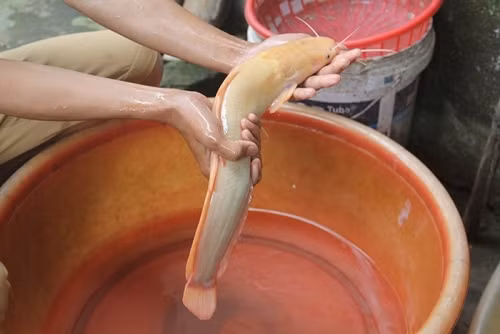 Bắt cá quý tiền tỷ, dân chỉ bỏ tủ lạnh không dám ăn ảnh 2 Bắt cá quý tiền tỷ, dân chỉ bỏ tủ lạnh không dám ăn ảnh 2