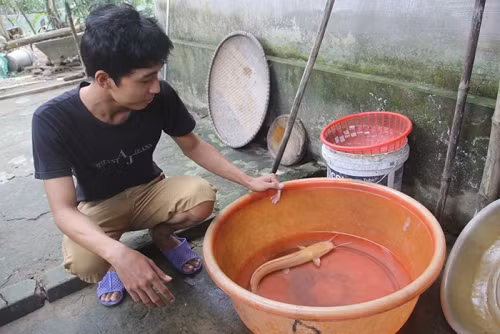 Bắt cá quý tiền tỷ, dân chỉ bỏ tủ lạnh không dám ăn ảnh 1 Bắt cá quý tiền tỷ, dân chỉ bỏ tủ lạnh không dám ăn ảnh 1