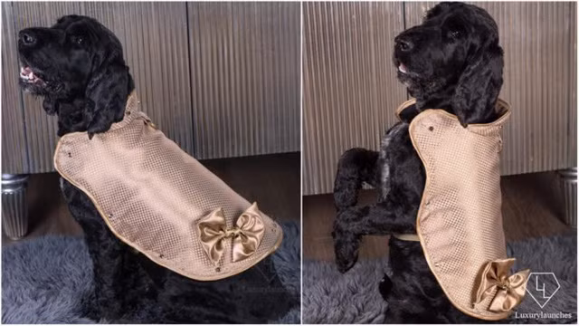 Áo khoác cho chó làm từ vàng 24 karat ảnh 1