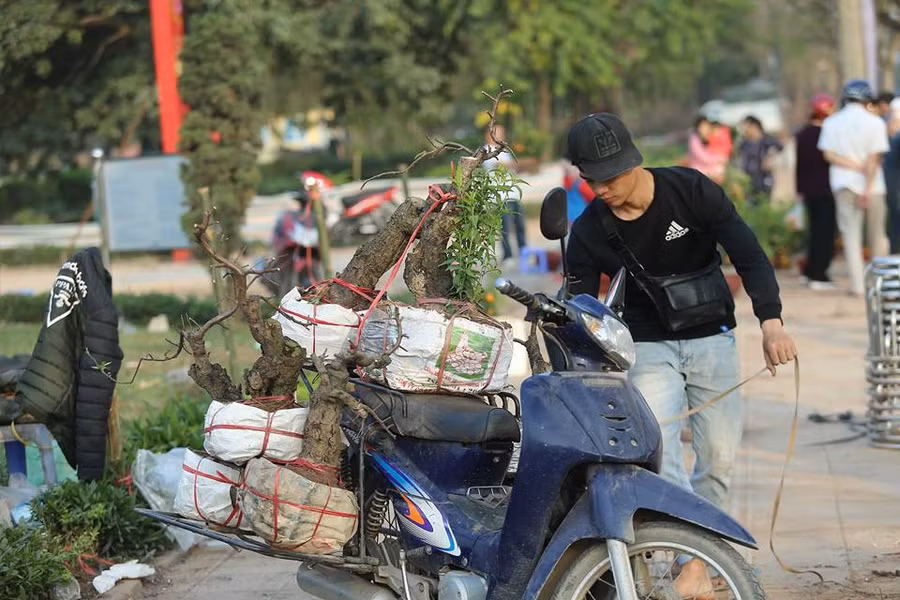Đào cây được người dân cắt cành để chuyển về vườn.