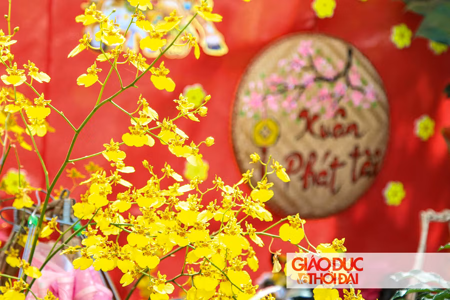 Hoa lan vàng với bông nhỏ, màu sắc rực rỡ, được ưa chuộng trong dịp tết năm nay.