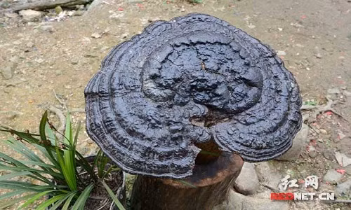 nam-linh-chi-to-nhu-cai-chau-o-trung-quoc