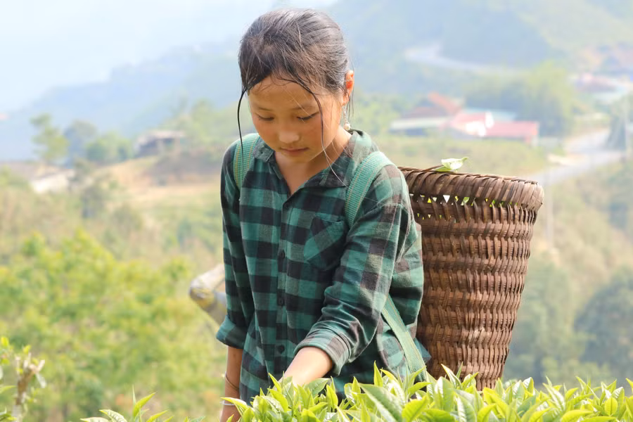 Cây chè Shan tuyết giúp người dân miền núi Nghệ An xóa đói giảm nghèo.