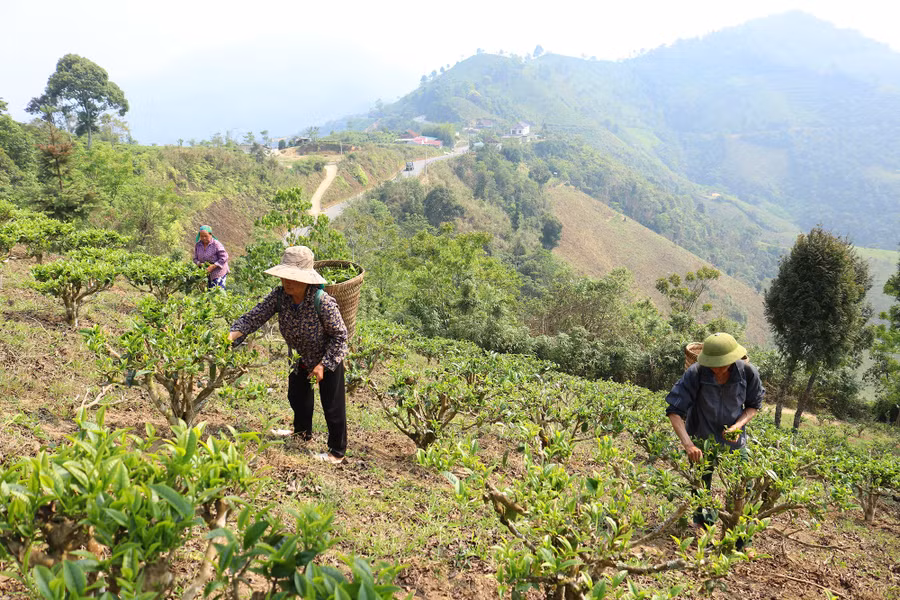 Chè Shan tuyết được trồng trên những ngọn đồi ở xã Huồi Tụ, huyện Kỳ Sơn.