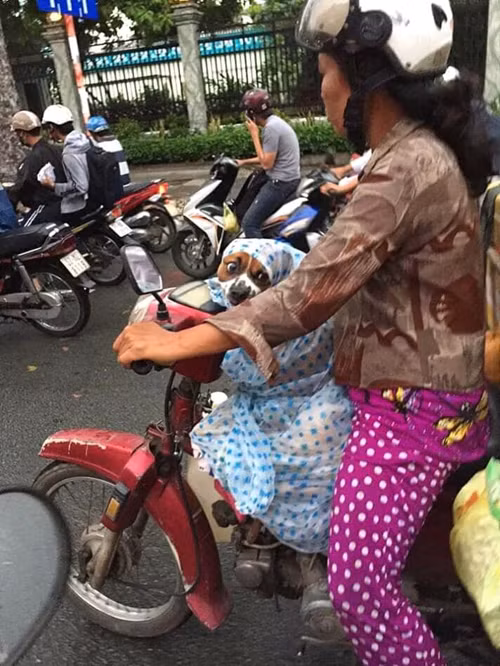 Bà chủ nhường áo mưa cho cún cưng - 3