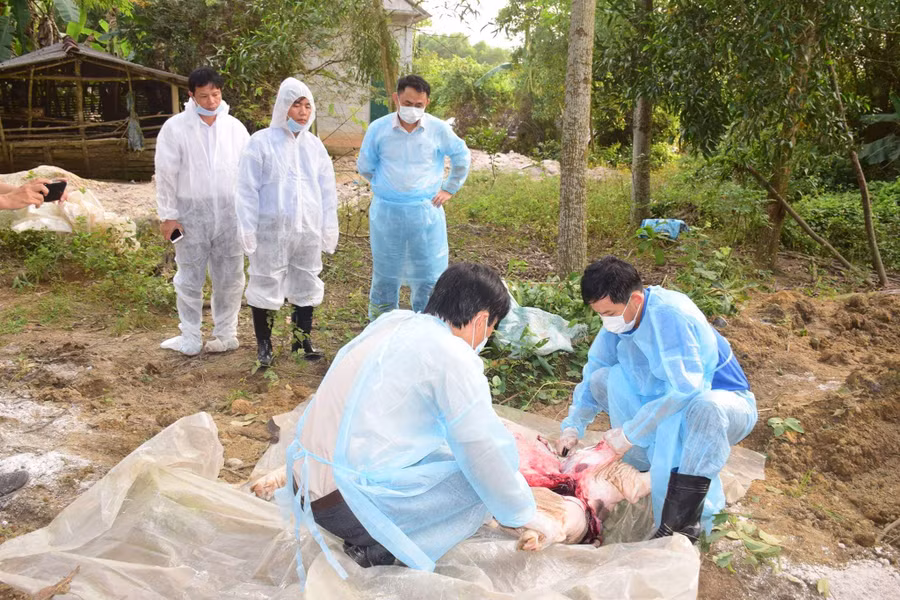 Ông Nguyễn Văn Phương – Phó Chủ tịch UBND tỉnh Thừa Thiên Huế kiểm tra vùng xuất hiện dịch tả lợn Châu Phi tại xã Phong Sơn 