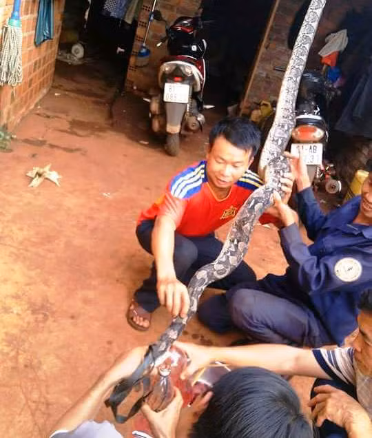 Anh Thắng và người dân làm thịt con nưa (ảnh người nhà cung cấp) Anh Thắng và người dân làm thịt con nưa (ảnh người nhà cung cấp)