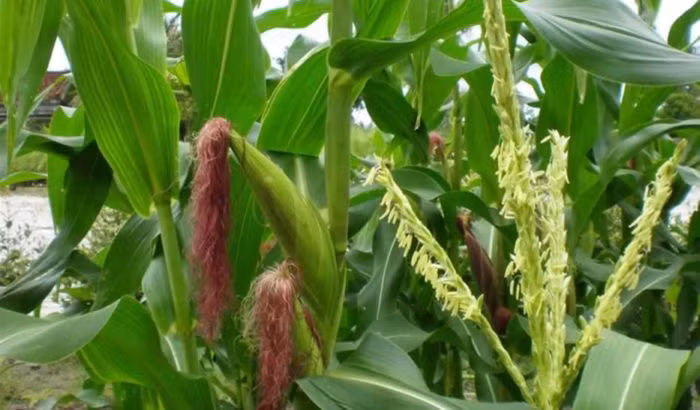 4-loai-cay-de-kiem-giup-giai-doc-gan-nhanh-chong-1-700x410