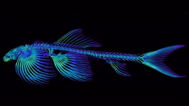 Hình ảnh bộ xương cá Cryptotora thamicola.