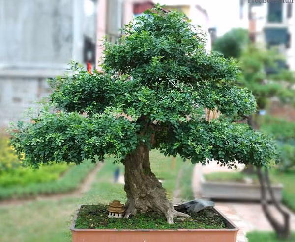 tet nay trong ngay cay nguyet que dang dep, hoa thom, ruoc tai loc vao nha - 2