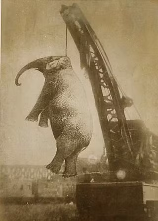 Con voi Big Mary (1894 - 13/9/1916) bị treo cổ vì tội giết người.