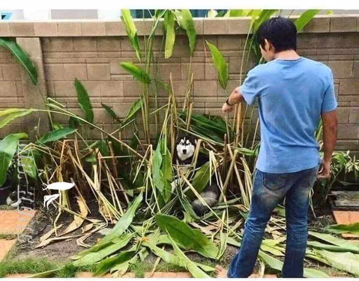 Đã nuôi tôi thì đừng trồng riềng, bất an lắm.