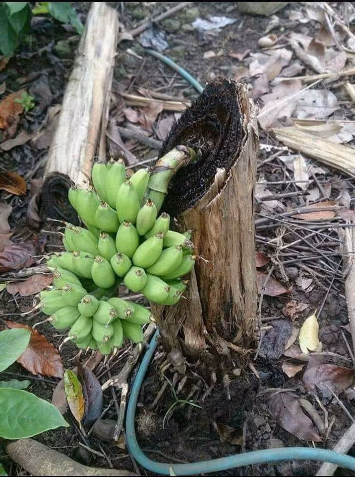 Sức sống.