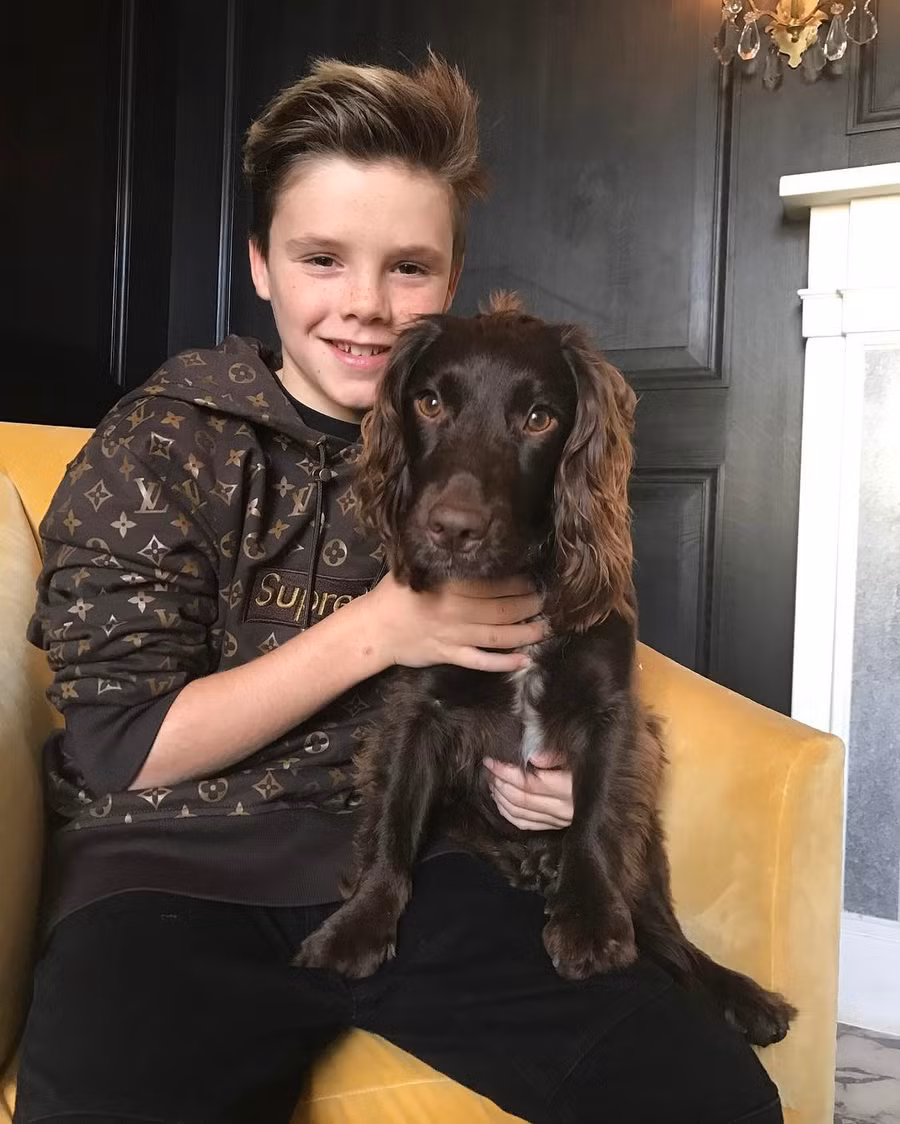 Ít ai biết cậu ba nhà Beckham lại là nhân vật đáng nể thế này ảnh 12 Ít ai biết cậu ba nhà Beckham lại là nhân vật đáng nể thế này ảnh 12