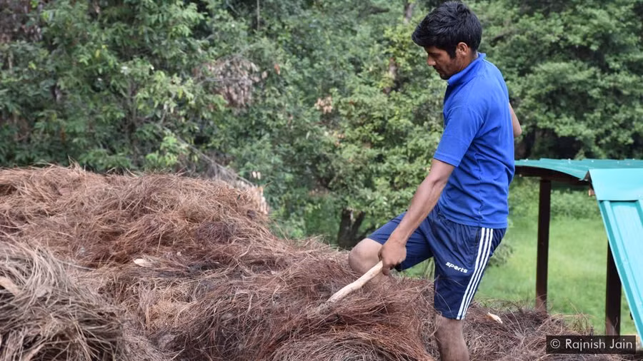 Lá thông khô là “của trời cho” ở Uttarakhand, Ấn Độ.