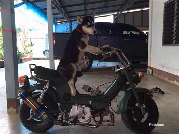 “Boss” ơi mình đi đâu thế? ảnh 3