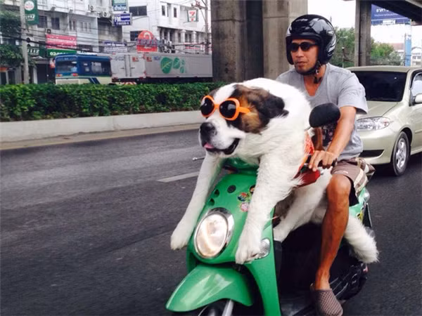 “Boss” ơi mình đi đâu thế? ảnh 4