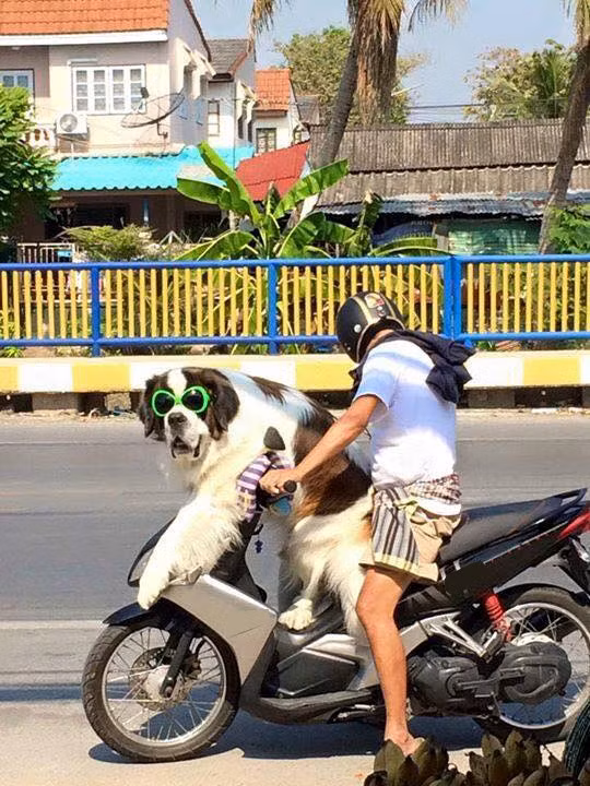 “Boss” ơi mình đi đâu thế? ảnh 6