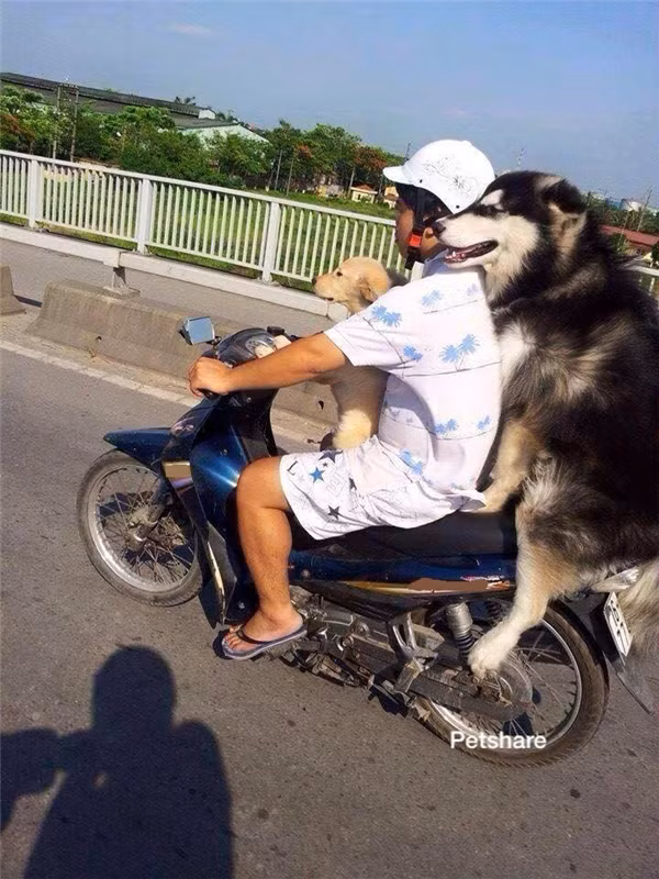 “Boss” ơi mình đi đâu thế? ảnh 7