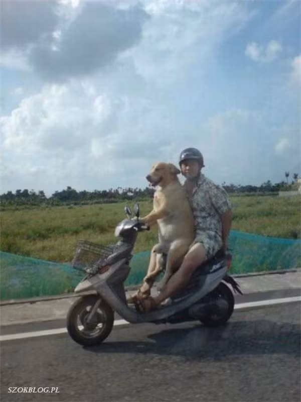 “Boss” ơi mình đi đâu thế? ảnh 11