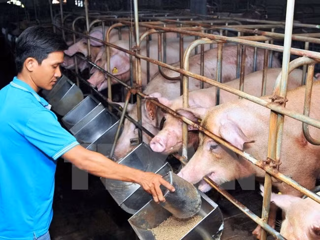 Đến giờ vẫn chưa có một giải pháp căn cơ nào nhằm giải cứu lợn để người chăn nuôi bớt rơi vào cảnh thua lỗ, nợ nần