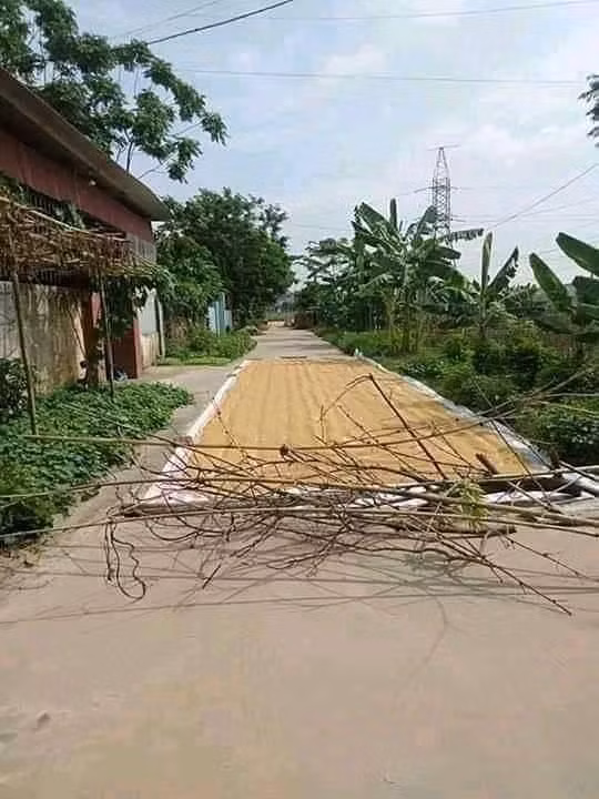 Bà con thông cảm, thóc phơi chưa khô...