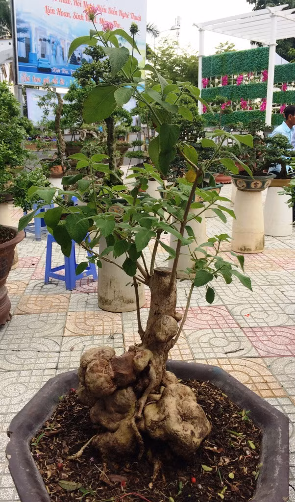 Cây trâm ổi có bộ rễ độc đáo. Cây này người dân hay trồng làm hàng rào và để đuổi chuột...