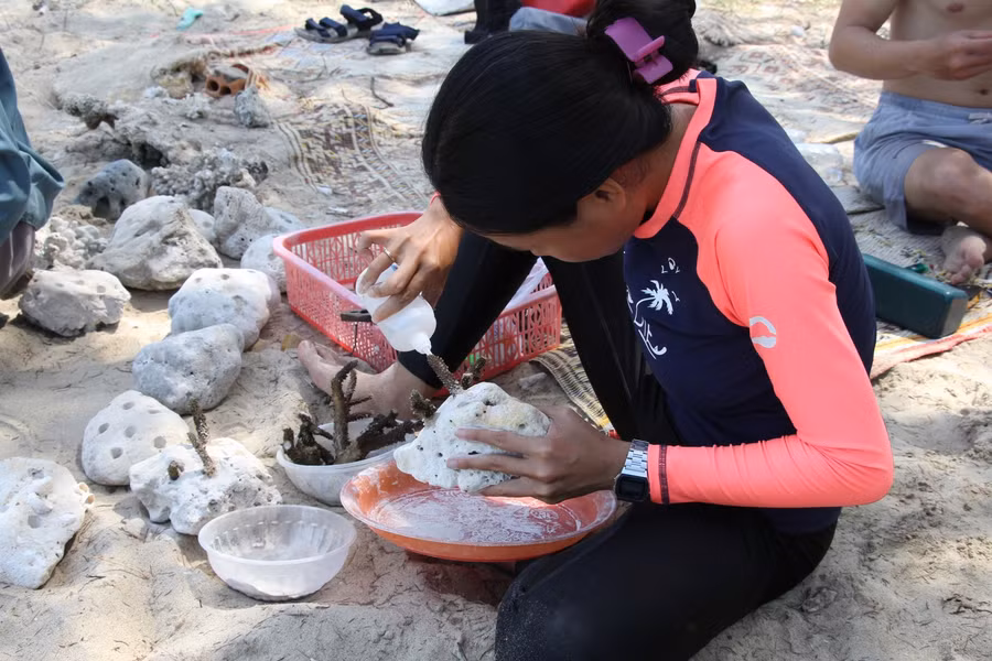 Các thành viên “biệt đội” Sasa đang đính san hô vào đá.