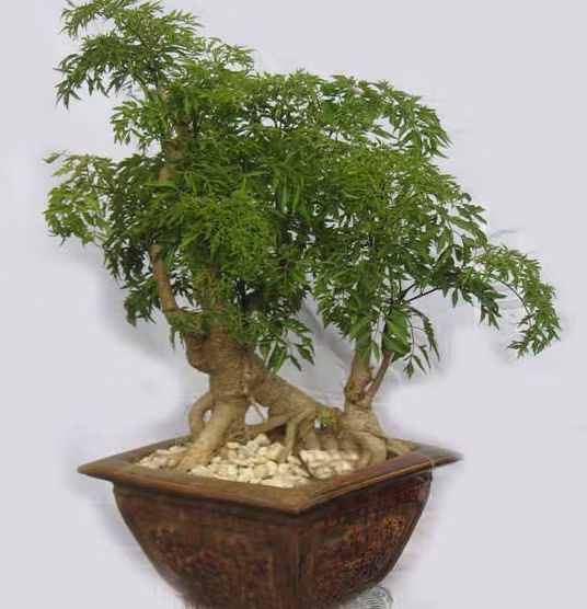 Vị trí tốt nhất trồng cây đinh lăng giúp gia chủ hút tài lộc, may mắn ảnh 1