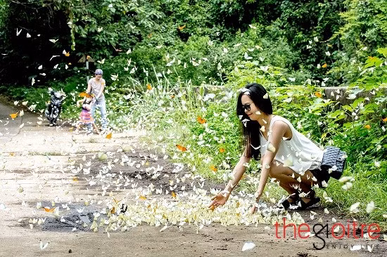 Bướm sẽ ra khỏi nơi trú ẩn, bay dọc con đường ven rừng đi kiếm ăn sau khi mưa xong và trời hửng nắng. Vì vậy, khách du lịch muốn quan sát những đàn bướm cuối hè nên chọn ngày nắng để tham quan rừng”