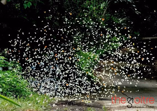 Chia sẻ kinh nghiệm phượt Cúc Phương của mình, anh Phạm Hải nói: “Để chiêm ngưỡng những đàn bướm bay rợp con đường dẫn vào vườn quốc gia Cúc Phương, du khách nên đi vào dịp cuối xuân đầu hạ. Tuy nhiên, bạn vẫn có thể bắt gặp các chú bướm quanh năm nhưng với số lượng ít hơn.