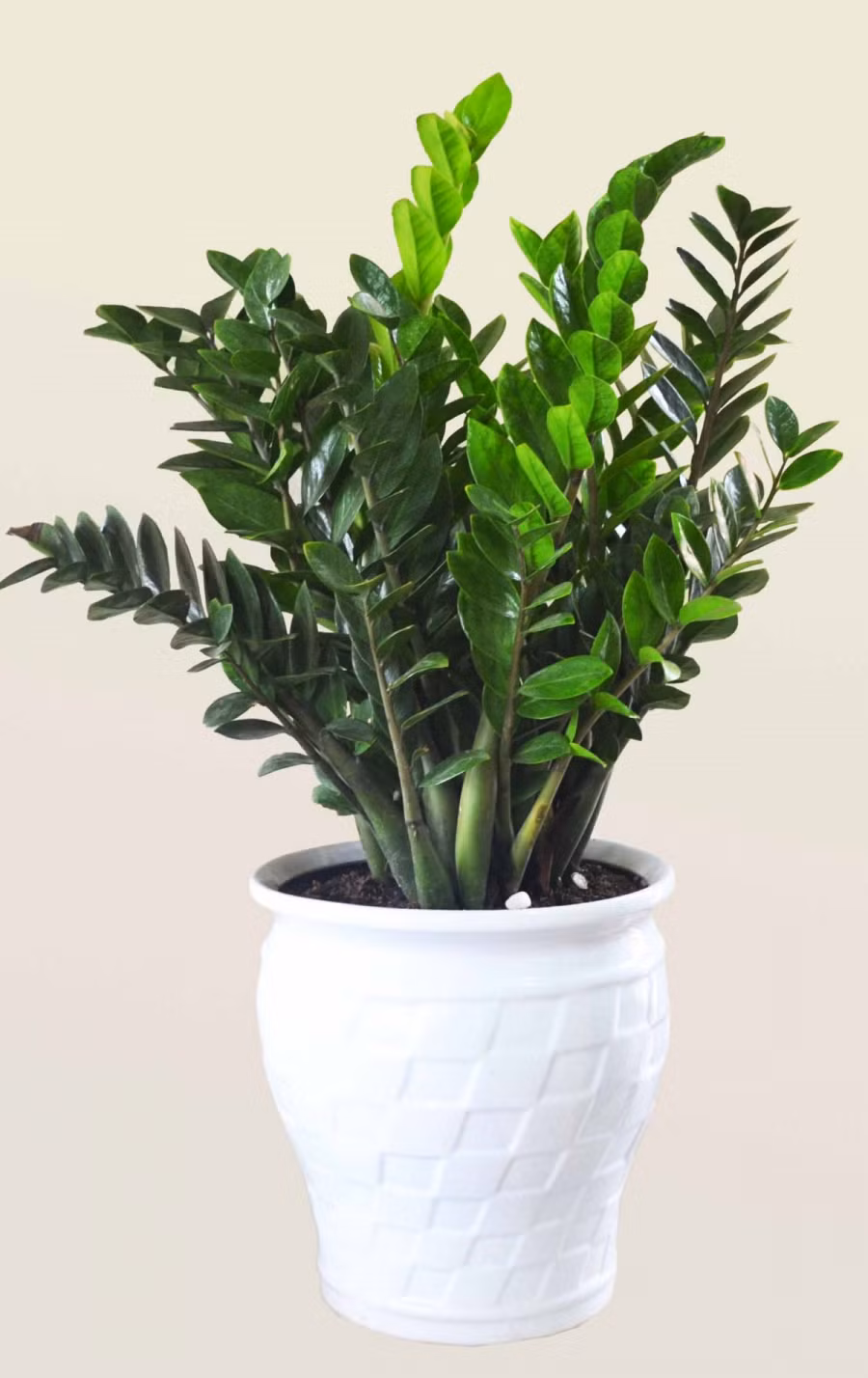 Chớ dại mà để cây này trong nhà kẻo rước bệnh cho cả gia đình 