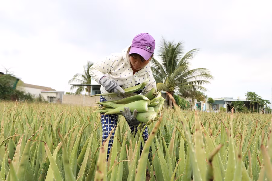 Nhờ mạnh dạn chuyển đổi , nông dân tại Ninh Thuận đã sống khỏe nhờ nha đam. (Ảnh: Ý Thảo).