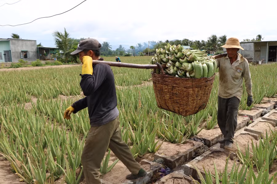 Cây nha đam được xem là 1 trong 12 sản phẩm nông nghiệp đặc thù của tỉnh Ninh Thuận. (Ảnh: Ý Thảo).