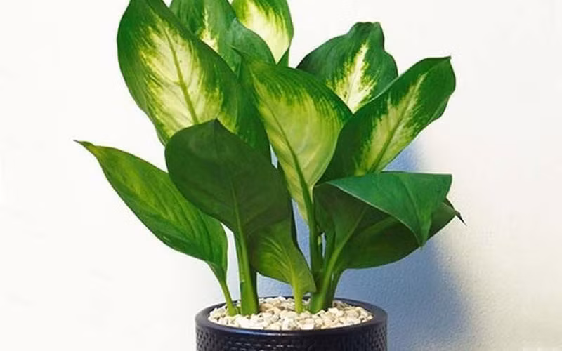 10 loại cây hút tài, đuổi tà 