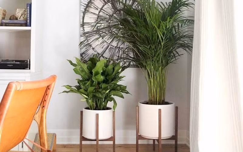 10 loại cây hút tài, đuổi tà tốt nhất nên trồng trong nhà tháng cô hồn