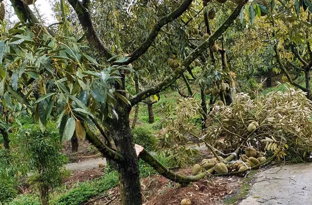 Mưa to, gió lớn khiến nhiều trái sầu riêng của người dân rụng trắng gốc